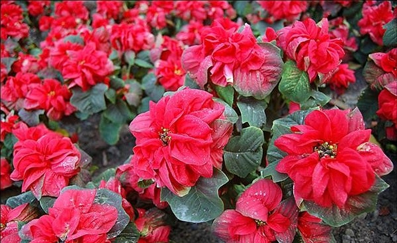 12-28-2.jpg 12-28-2.jpg