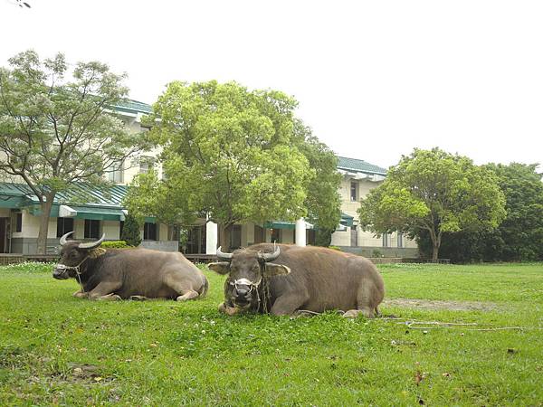 關渡自然公園