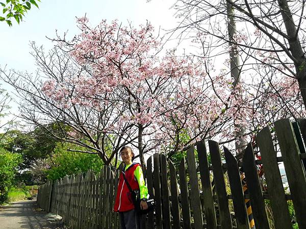 (112北投區)風尾步道 十八份拐圳步道🌸 不用人擠人的賞櫻 (112北投區)風尾步道 十八份拐圳步道🌸 不用人擠人的賞櫻