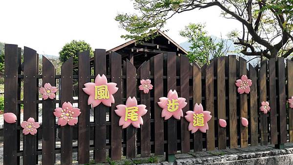 (112北投區)風尾步道 十八份拐圳步道🌸 不用人擠人的賞櫻 (112北投區)風尾步道 十八份拐圳步道🌸 不用人擠人的賞櫻