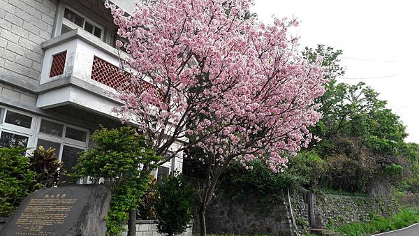 (112北投區)風尾步道 十八份拐圳步道🌸 不用人擠人的賞櫻 (112北投區)風尾步道 十八份拐圳步道🌸 不用人擠人的賞櫻