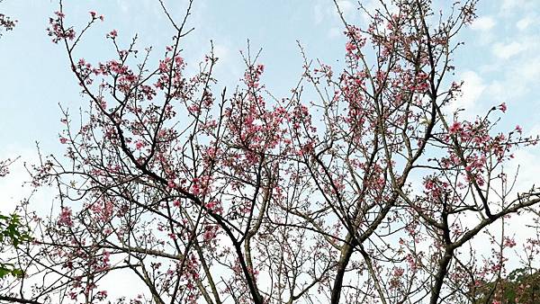 (112北投區)風尾步道 十八份拐圳步道🌸 不用人擠人的賞櫻 (112北投區)風尾步道 十八份拐圳步道🌸 不用人擠人的賞櫻