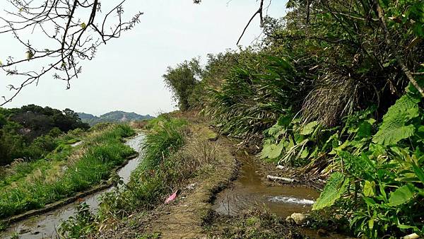 (112北投區)風尾步道 十八份拐圳步道🌸 不用人擠人的賞櫻 (112北投區)風尾步道 十八份拐圳步道🌸 不用人擠人的賞櫻