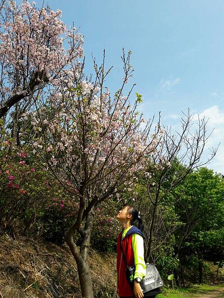 (112北投區)風尾步道 十八份拐圳步道🌸 不用人擠人的賞櫻 (112北投區)風尾步道 十八份拐圳步道🌸 不用人擠人的賞櫻
