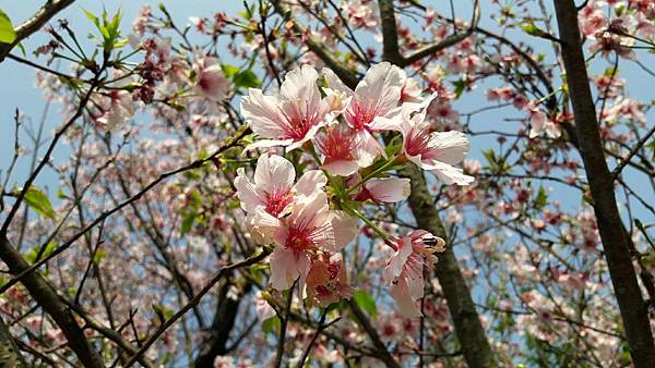 (112北投區)風尾步道 十八份拐圳步道🌸 不用人擠人的賞櫻 (112北投區)風尾步道 十八份拐圳步道🌸 不用人擠人的賞櫻