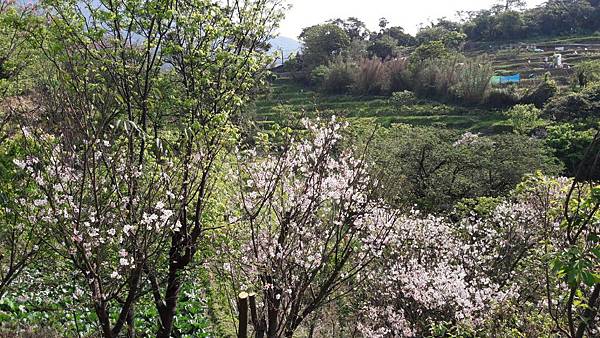 (112北投區)風尾步道 十八份拐圳步道🌸 不用人擠人的賞櫻 (112北投區)風尾步道 十八份拐圳步道🌸 不用人擠人的賞櫻