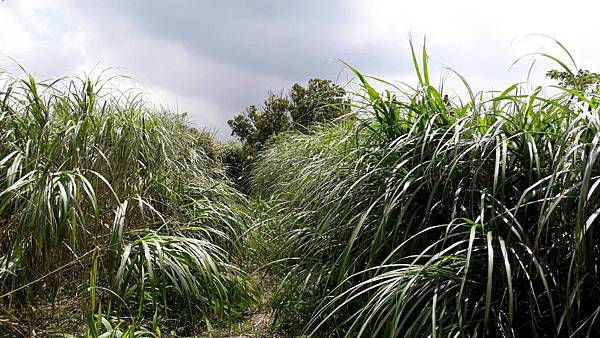 1528865162018 1528865162018