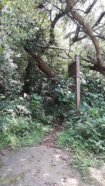 (335大溪區)慈湖與桃園唯一的火山-草嶺山