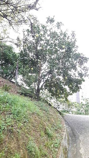 (221汐止區)多少樓台煙雨中🌁-錦峰山、四股埤  茄苳瀑布