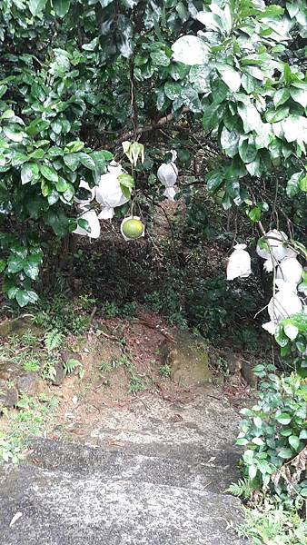 (221汐止區)多少樓台煙雨中🌁-錦峰山、四股埤  茄苳瀑布