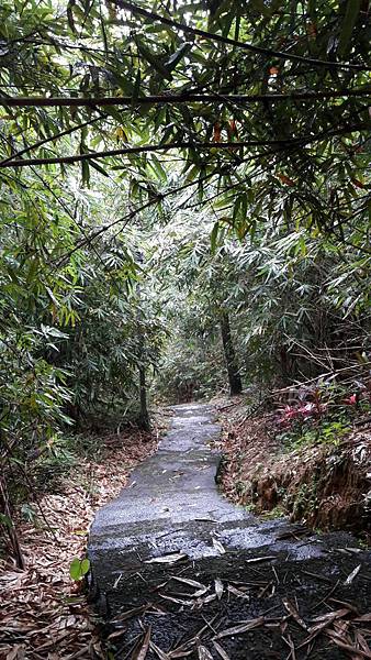 (221汐止區)多少樓台煙雨中🌁-錦峰山、四股埤  茄苳瀑布