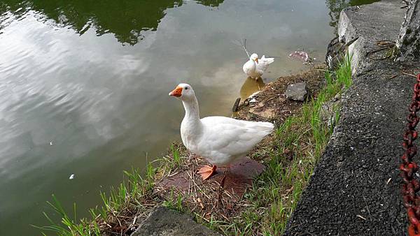 (221汐止區)多少樓台煙雨中🌁-錦峰山、四股埤  茄苳瀑布