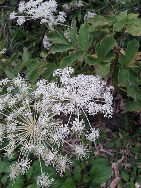 xs_1560760117423 xs_1560760117423