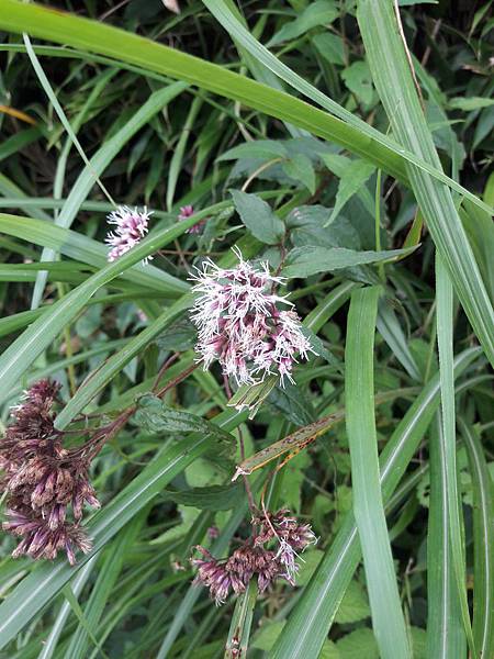 xs_1560760016945 xs_1560760016945