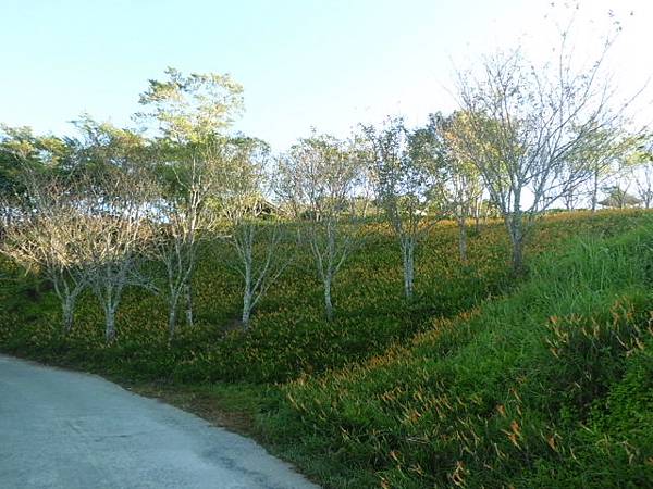 CIMG6077.JPG CIMG6077.JPG