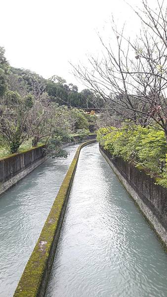 (325龍潭區)午後私房小旅 樟之細路 林埤古道 清水坑古道