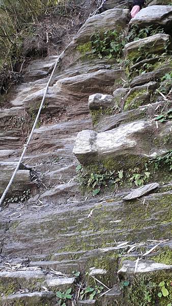 奇萊東稜~泳渡箭竹林的四大障礙之一 挑戰意志力~錦毛鼠 百岳 奇萊東稜~泳渡箭竹林的四大障礙之一 挑戰意志力~錦毛鼠 百岳