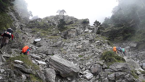 奇萊東稜~泳渡箭竹林的四大障礙之一 挑戰意志力~錦毛鼠 百岳 奇萊東稜~泳渡箭竹林的四大障礙之一 挑戰意志力~錦毛鼠 百岳