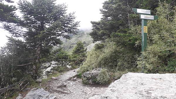 奇萊東稜~泳渡箭竹林的四大障礙之一 挑戰意志力~錦毛鼠 百岳 奇萊東稜~泳渡箭竹林的四大障礙之一 挑戰意志力~錦毛鼠 百岳