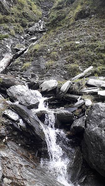 奇萊東稜~泳渡箭竹林的四大障礙之一 挑戰意志力~錦毛鼠 百岳 奇萊東稜~泳渡箭竹林的四大障礙之一 挑戰意志力~錦毛鼠 百岳