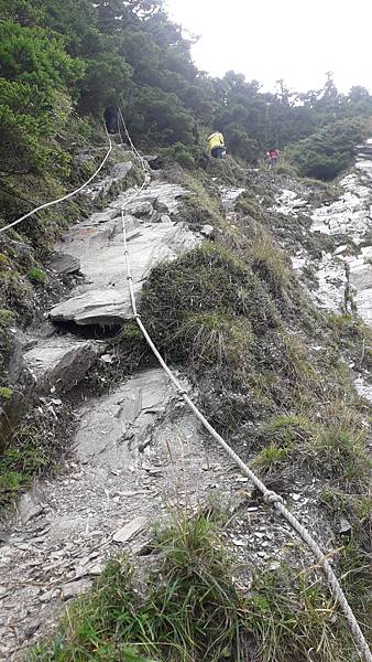 奇萊東稜~泳渡箭竹林的四大障礙之一 挑戰意志力~錦毛鼠 百岳 奇萊東稜~泳渡箭竹林的四大障礙之一 挑戰意志力~錦毛鼠 百岳