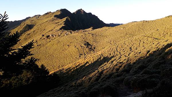 奇萊東稜~泳渡箭竹林的四大障礙之一 挑戰意志力~錦毛鼠 百岳 奇萊東稜~泳渡箭竹林的四大障礙之一 挑戰意志力~錦毛鼠 百岳