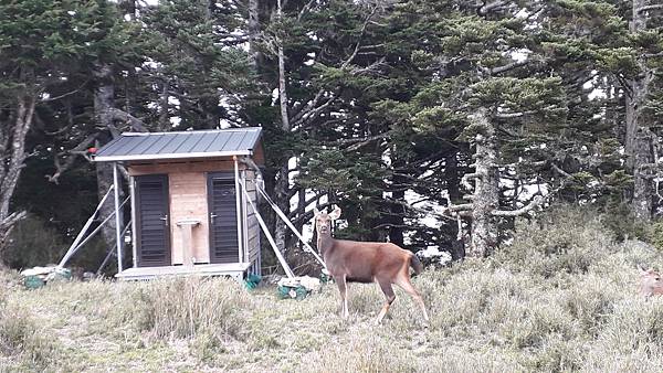 奇萊東稜~泳渡箭竹林的四大障礙之一 挑戰意志力~錦毛鼠 百岳 奇萊東稜~泳渡箭竹林的四大障礙之一 挑戰意志力~錦毛鼠 百岳
