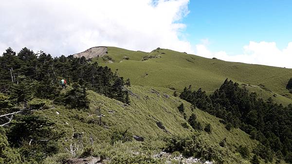 奇萊東稜~泳渡箭竹林的四大障礙之一 挑戰意志力~錦毛鼠 百岳 奇萊東稜~泳渡箭竹林的四大障礙之一 挑戰意志力~錦毛鼠 百岳