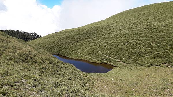 奇萊東稜~泳渡箭竹林的四大障礙之一 挑戰意志力~錦毛鼠 百岳 奇萊東稜~泳渡箭竹林的四大障礙之一 挑戰意志力~錦毛鼠 百岳