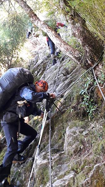 奇萊東稜~泳渡箭竹林的四大障礙之一 挑戰意志力~錦毛鼠 百岳 奇萊東稜~泳渡箭竹林的四大障礙之一 挑戰意志力~錦毛鼠 百岳