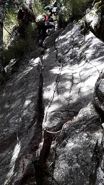 奇萊東稜~泳渡箭竹林的四大障礙之一 挑戰意志力~錦毛鼠 百岳 奇萊東稜~泳渡箭竹林的四大障礙之一 挑戰意志力~錦毛鼠 百岳