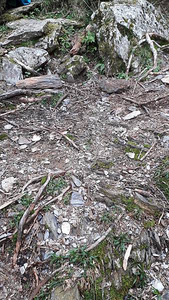 奇萊東稜~泳渡箭竹林的四大障礙之一 挑戰意志力~錦毛鼠 百岳 奇萊東稜~泳渡箭竹林的四大障礙之一 挑戰意志力~錦毛鼠 百岳