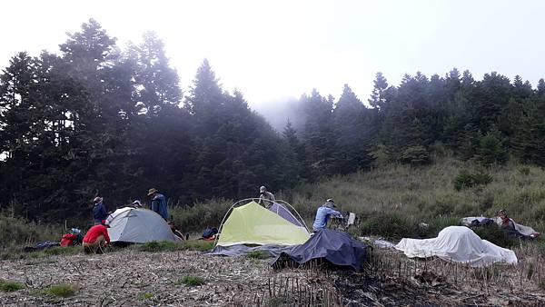 奇萊東稜~泳渡箭竹林的四大障礙之一 挑戰意志力~錦毛鼠 百岳 奇萊東稜~泳渡箭竹林的四大障礙之一 挑戰意志力~錦毛鼠 百岳