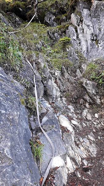 奇萊東稜~泳渡箭竹林的四大障礙之一 挑戰意志力~錦毛鼠 百岳 奇萊東稜~泳渡箭竹林的四大障礙之一 挑戰意志力~錦毛鼠 百岳