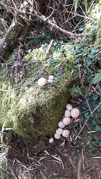 奇萊東稜~泳渡箭竹林的四大障礙之一 挑戰意志力~錦毛鼠 百岳 奇萊東稜~泳渡箭竹林的四大障礙之一 挑戰意志力~錦毛鼠 百岳