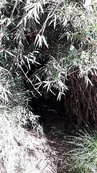 奇萊東稜~泳渡箭竹林的四大障礙之一 挑戰意志力~錦毛鼠 百岳 奇萊東稜~泳渡箭竹林的四大障礙之一 挑戰意志力~錦毛鼠 百岳