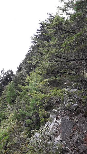 奇萊東稜~泳渡箭竹林的四大障礙之一 挑戰意志力~錦毛鼠 百岳 奇萊東稜~泳渡箭竹林的四大障礙之一 挑戰意志力~錦毛鼠 百岳