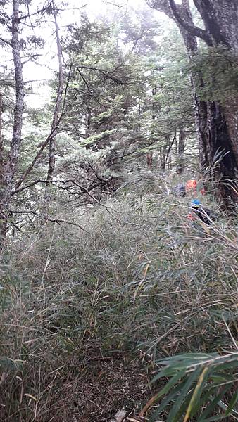 奇萊東稜~泳渡箭竹林的四大障礙之一 挑戰意志力~錦毛鼠 百岳 奇萊東稜~泳渡箭竹林的四大障礙之一 挑戰意志力~錦毛鼠 百岳