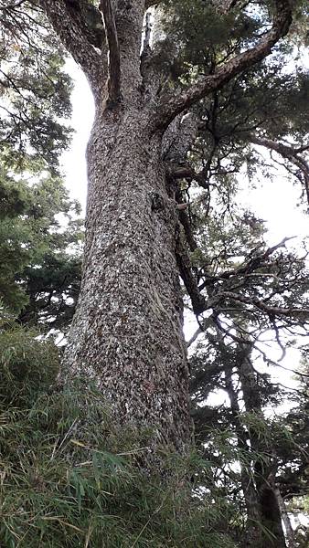 奇萊東稜~泳渡箭竹林的四大障礙之一 挑戰意志力~錦毛鼠 百岳 奇萊東稜~泳渡箭竹林的四大障礙之一 挑戰意志力~錦毛鼠 百岳