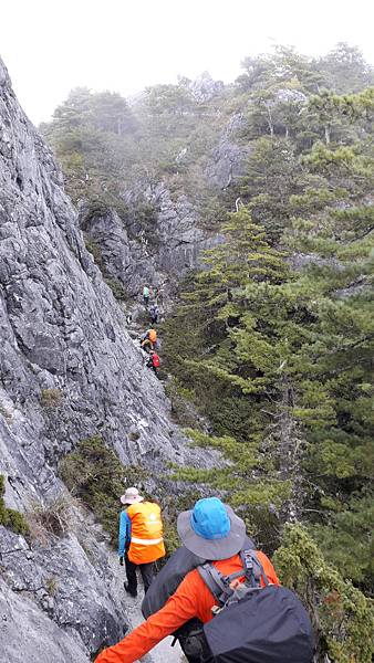奇萊東稜~泳渡箭竹林的四大障礙之一 挑戰意志力~錦毛鼠 百岳 奇萊東稜~泳渡箭竹林的四大障礙之一 挑戰意志力~錦毛鼠 百岳