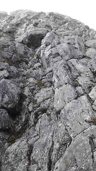 奇萊東稜~泳渡箭竹林的四大障礙之一 挑戰意志力~錦毛鼠 百岳 奇萊東稜~泳渡箭竹林的四大障礙之一 挑戰意志力~錦毛鼠 百岳