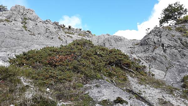奇萊東稜~泳渡箭竹林的四大障礙之一 挑戰意志力~錦毛鼠 百岳 奇萊東稜~泳渡箭竹林的四大障礙之一 挑戰意志力~錦毛鼠 百岳