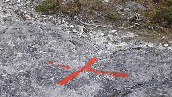 奇萊東稜~泳渡箭竹林的四大障礙之一 挑戰意志力~錦毛鼠 百岳 奇萊東稜~泳渡箭竹林的四大障礙之一 挑戰意志力~錦毛鼠 百岳