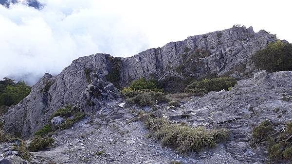 奇萊東稜~泳渡箭竹林的四大障礙之一 挑戰意志力~錦毛鼠 百岳 奇萊東稜~泳渡箭竹林的四大障礙之一 挑戰意志力~錦毛鼠 百岳
