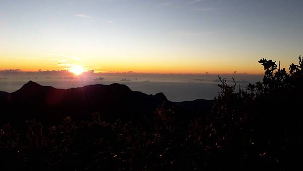 奇萊東稜~泳渡箭竹林的四大障礙之一 挑戰意志力~錦毛鼠 百岳 奇萊東稜~泳渡箭竹林的四大障礙之一 挑戰意志力~錦毛鼠 百岳