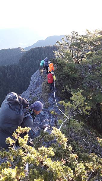 奇萊東稜~泳渡箭竹林的四大障礙之一 挑戰意志力~錦毛鼠 百岳 奇萊東稜~泳渡箭竹林的四大障礙之一 挑戰意志力~錦毛鼠 百岳