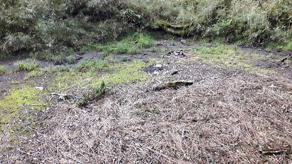 奇萊東稜~泳渡箭竹林的四大障礙之一 挑戰意志力~錦毛鼠 百岳 奇萊東稜~泳渡箭竹林的四大障礙之一 挑戰意志力~錦毛鼠 百岳