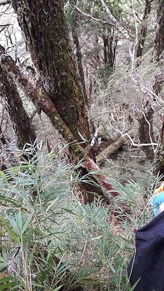 奇萊東稜~泳渡箭竹林的四大障礙之一 挑戰意志力~錦毛鼠 百岳 奇萊東稜~泳渡箭竹林的四大障礙之一 挑戰意志力~錦毛鼠 百岳