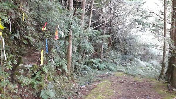 奇萊東稜~泳渡箭竹林的四大障礙之一 挑戰意志力~錦毛鼠 百岳 奇萊東稜~泳渡箭竹林的四大障礙之一 挑戰意志力~錦毛鼠 百岳