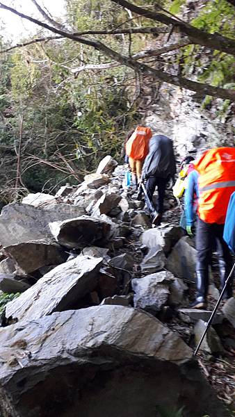 奇萊東稜~泳渡箭竹林的四大障礙之一 挑戰意志力~錦毛鼠 百岳 奇萊東稜~泳渡箭竹林的四大障礙之一 挑戰意志力~錦毛鼠 百岳